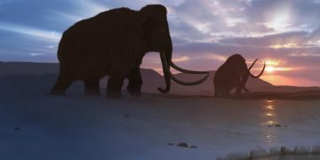 Wooly Mammoths