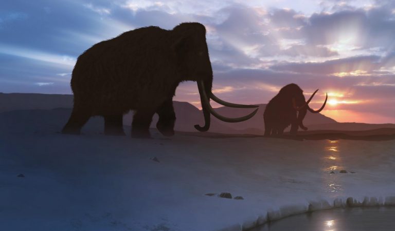 A new startup aims to revive the woolly mammoth